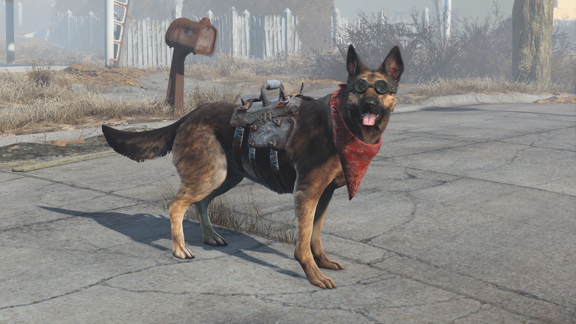 Dogmeat_equipped_items.jpg