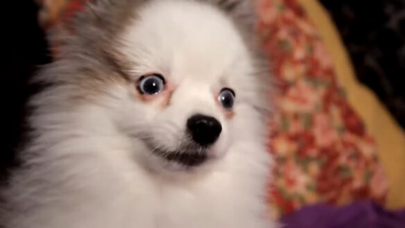 Farewell To A Fighting Game Icon: Maximilian Dood’s Mascot Benny Passed Away